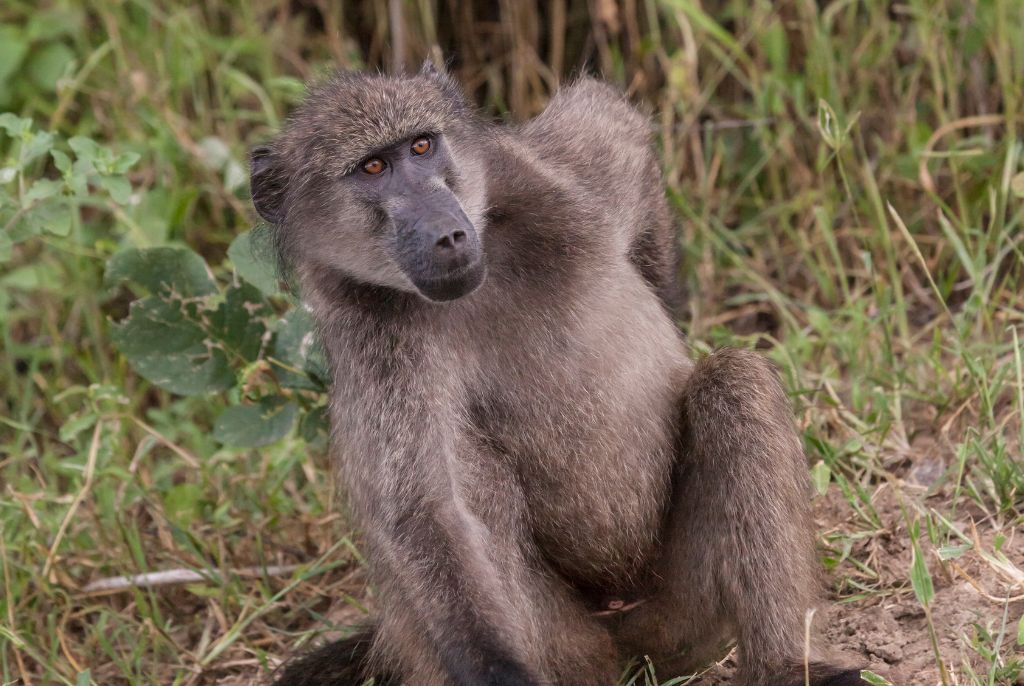 babouin parc national de Mahango