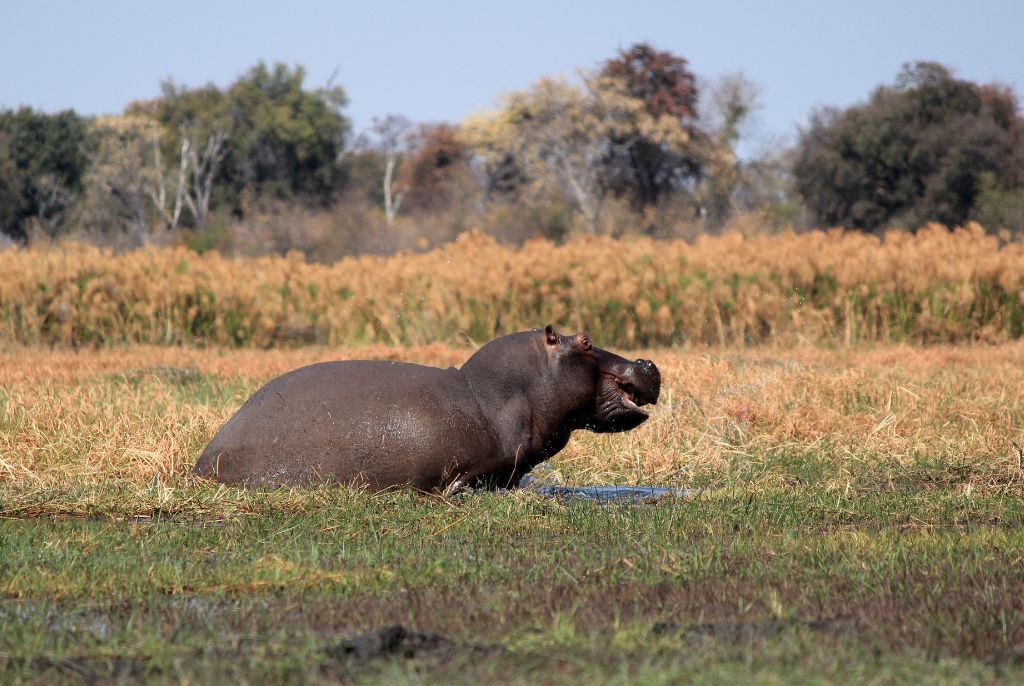 hippopotame parc national de Mahango