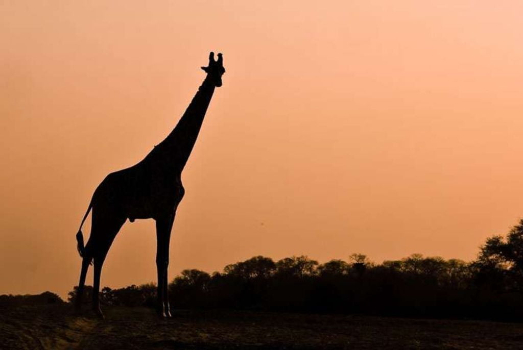 Girafe parc Sud Luangwa