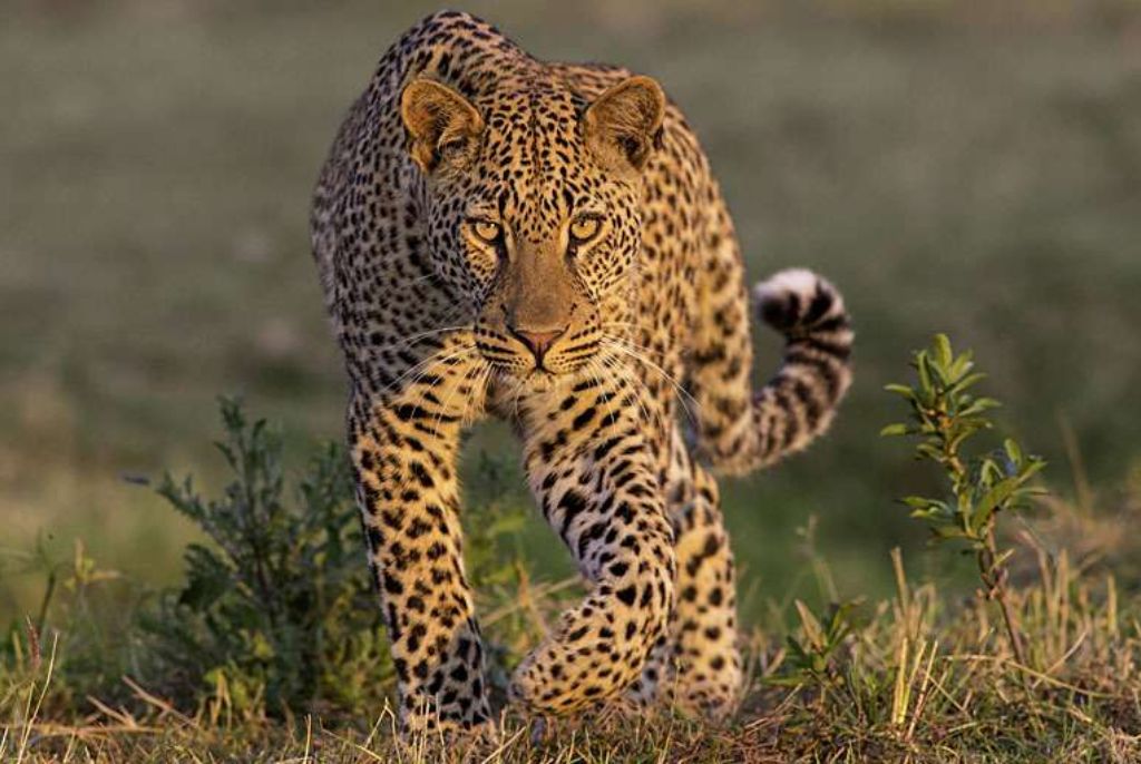 Léopard parc Sud Luangwa
