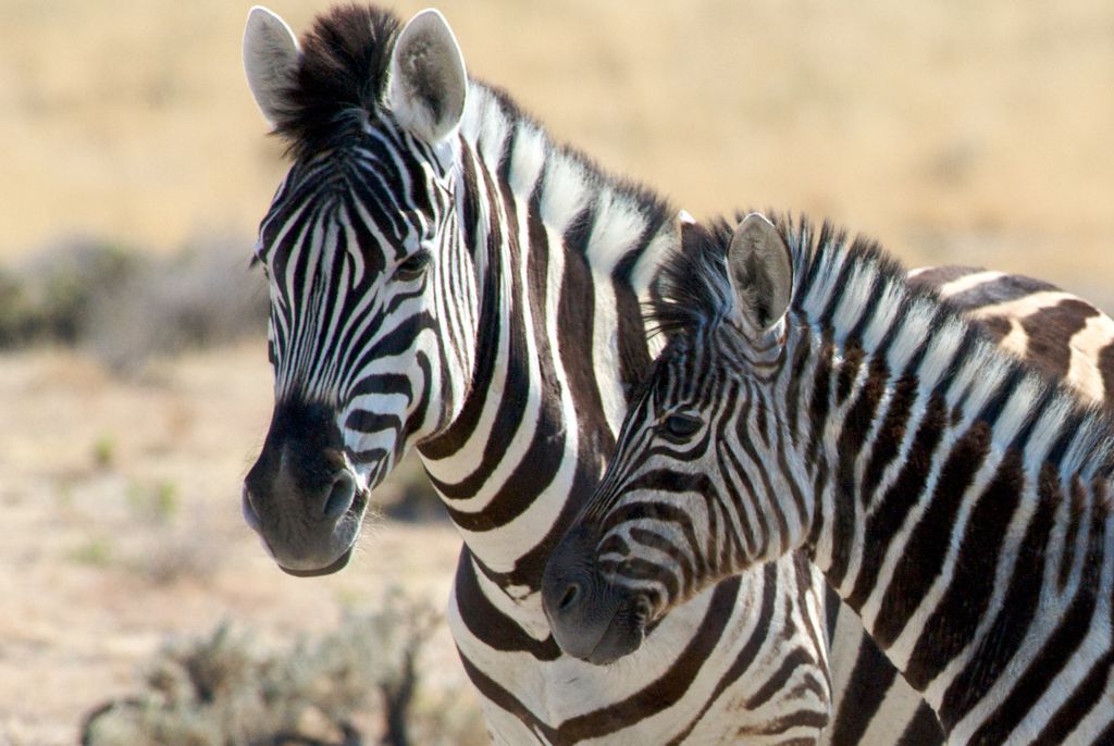 Zèbre Parc Etosha Safari