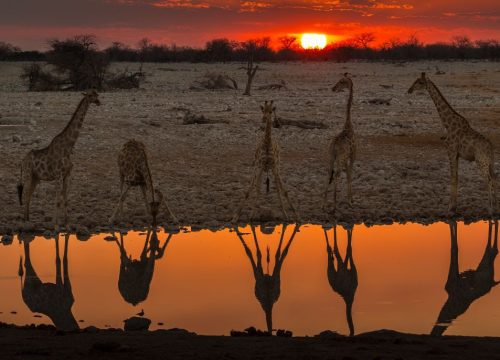 Girafe