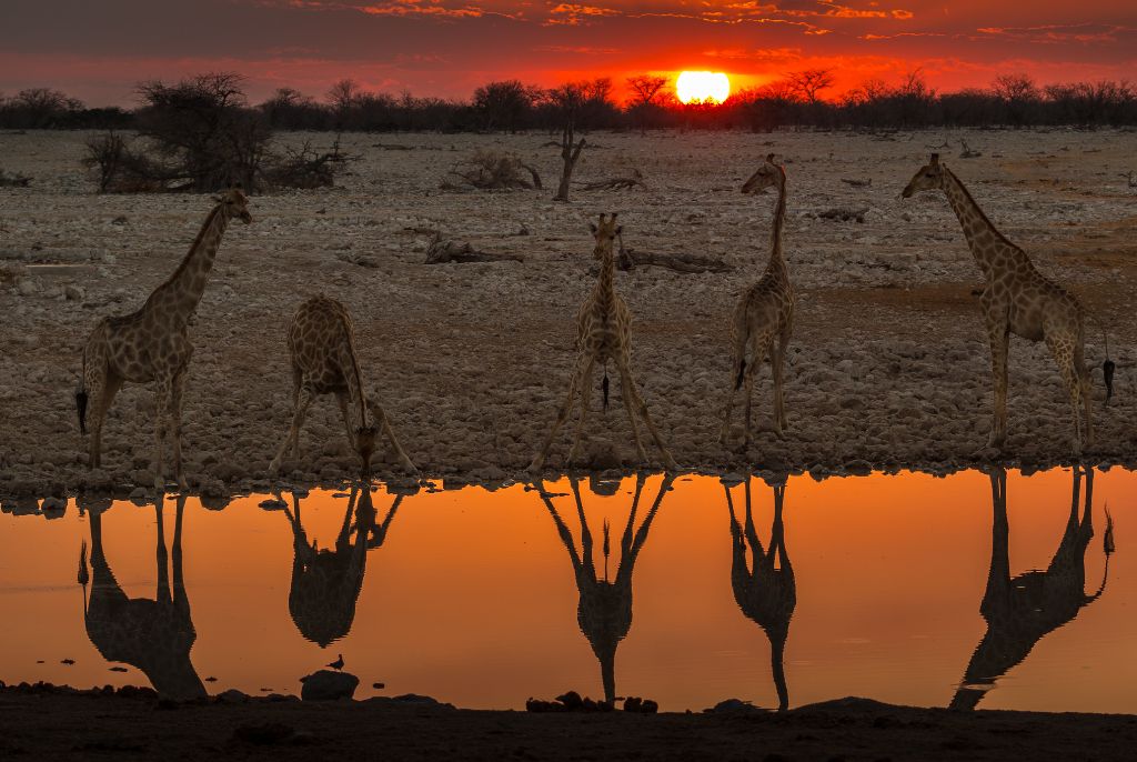 Girafe Parc Etosha Safari