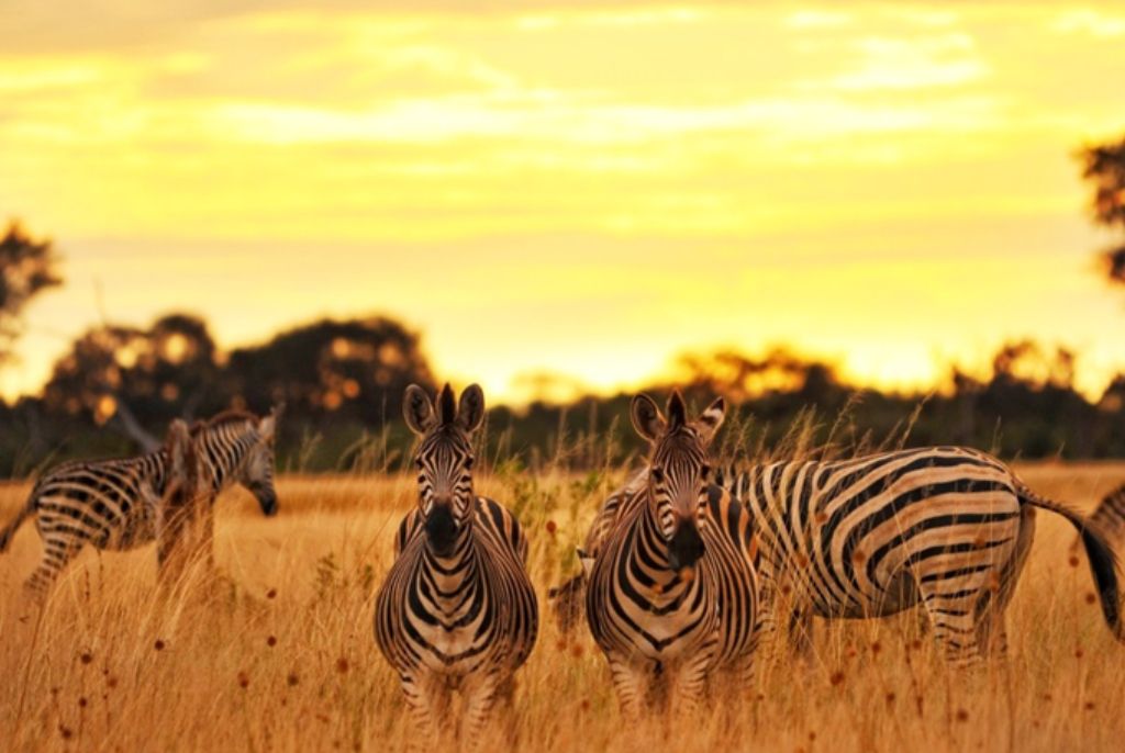 Zèbres au Parc Hwange