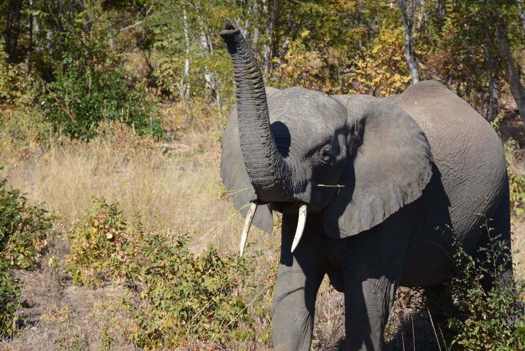 éléphant parc hwange