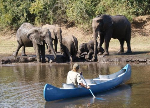 Safari en bateau