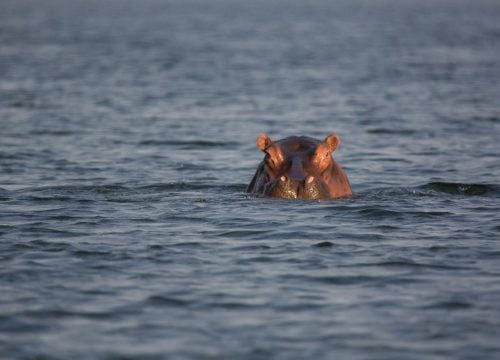 Hippopotame