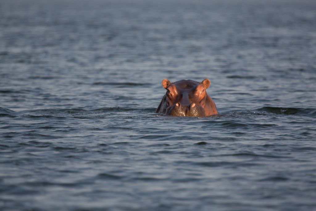 Hippopotame parc kafue