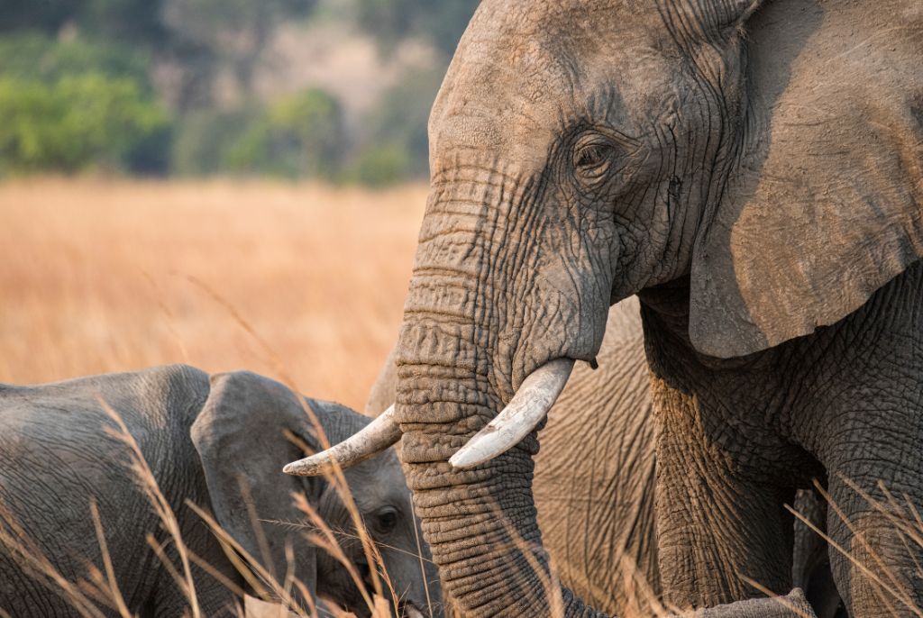 Eléphant parc kafue