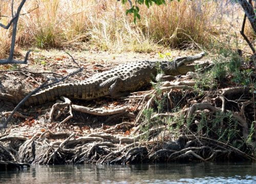 Crocodile
