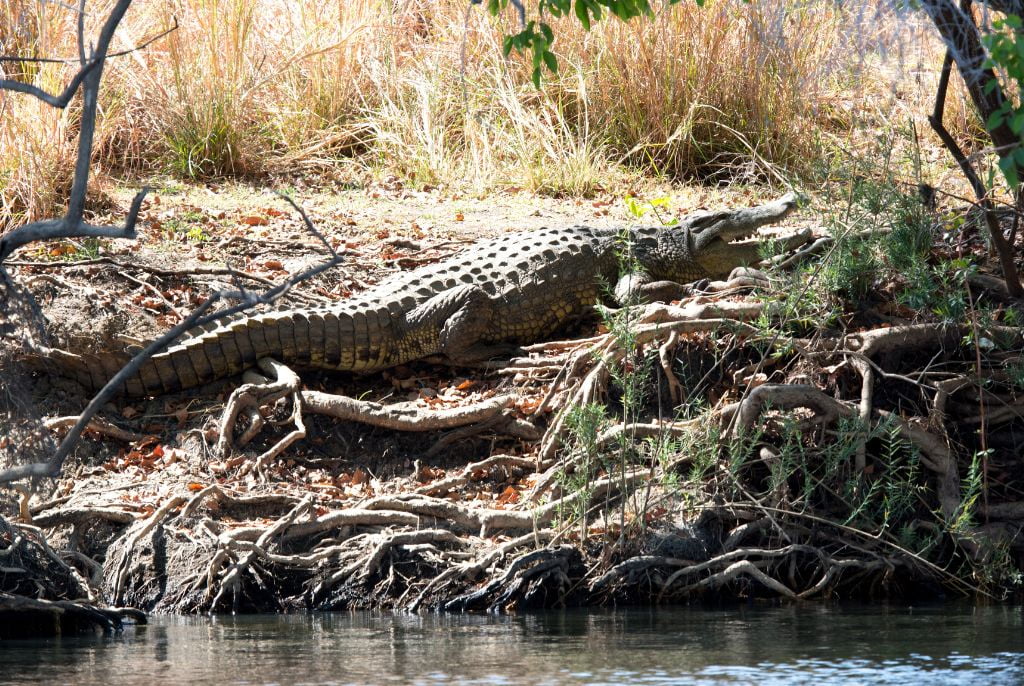 Crocodile parc kafue