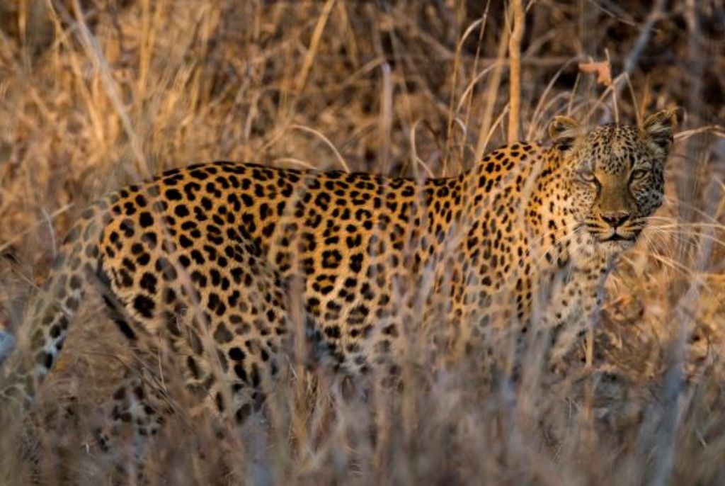 léopard parc kafue safari