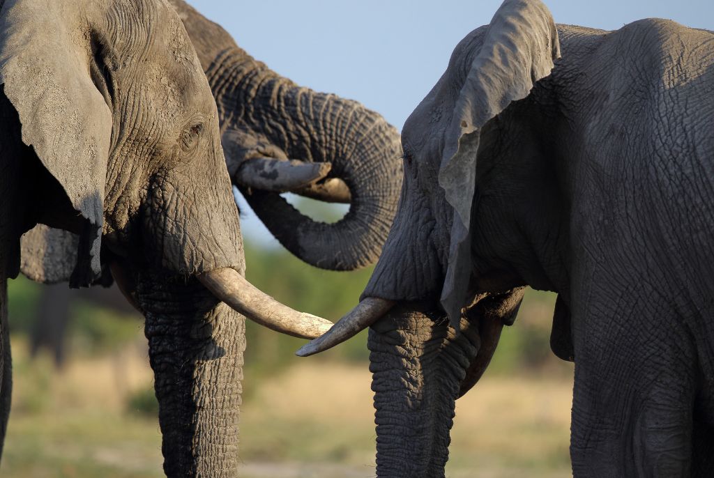 Eléphant Safari Réserve Savuti