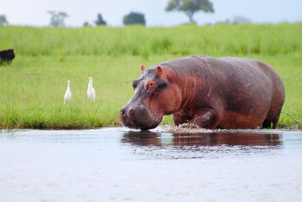 Hippopotame réserve parc Chobe