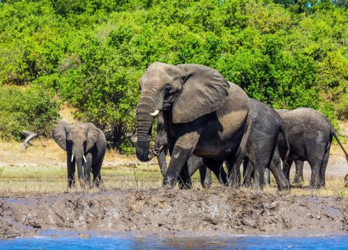 Quand visiter le parc Chobe ?