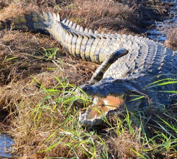Crocodile réserve parc chobe