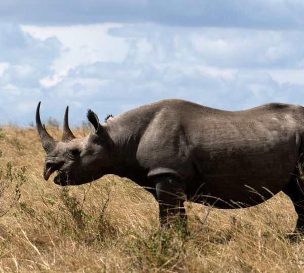 rhinocéros Vingerklip