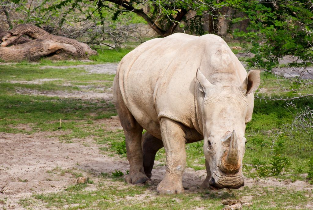 Rhinoceros blanc au parc Mosi-Oa-Tunya