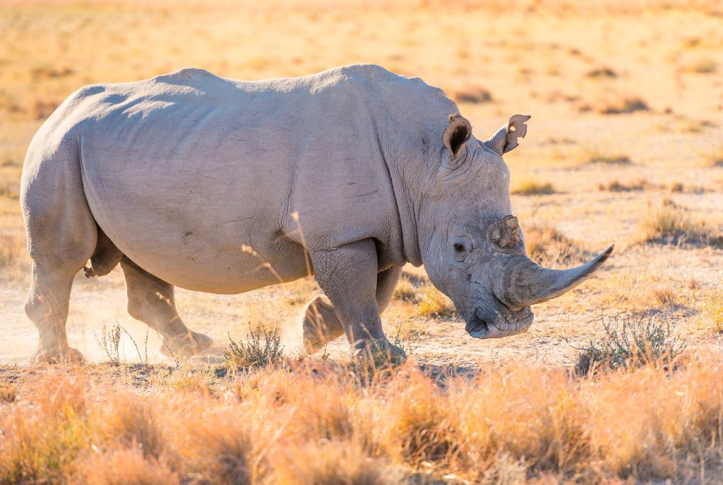Rhinocéros blanc lors d'un safari au parc Mosi-Oa-Tunya