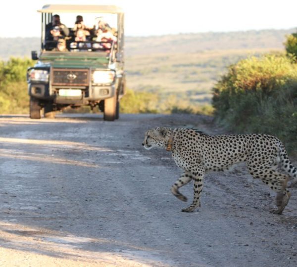 safari 4x4 botswana
