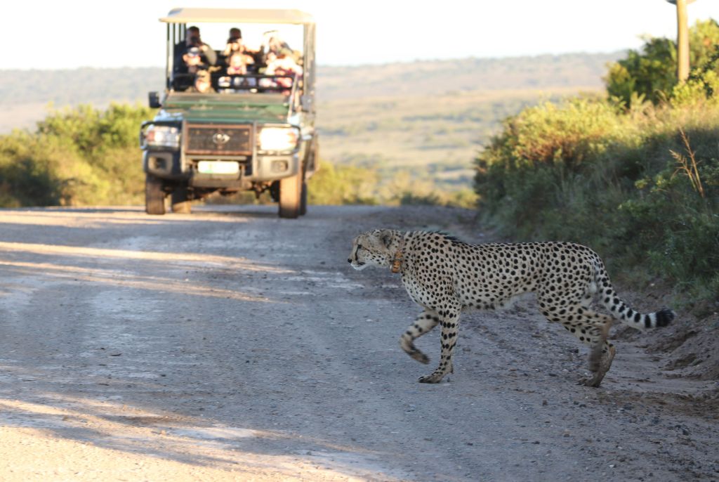 safari 4x4 botswana