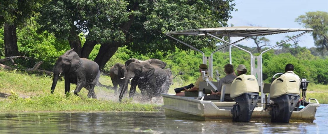 Safari en bateau rivière Chobe