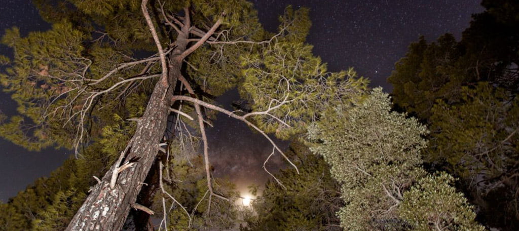 Nuit dans la savane