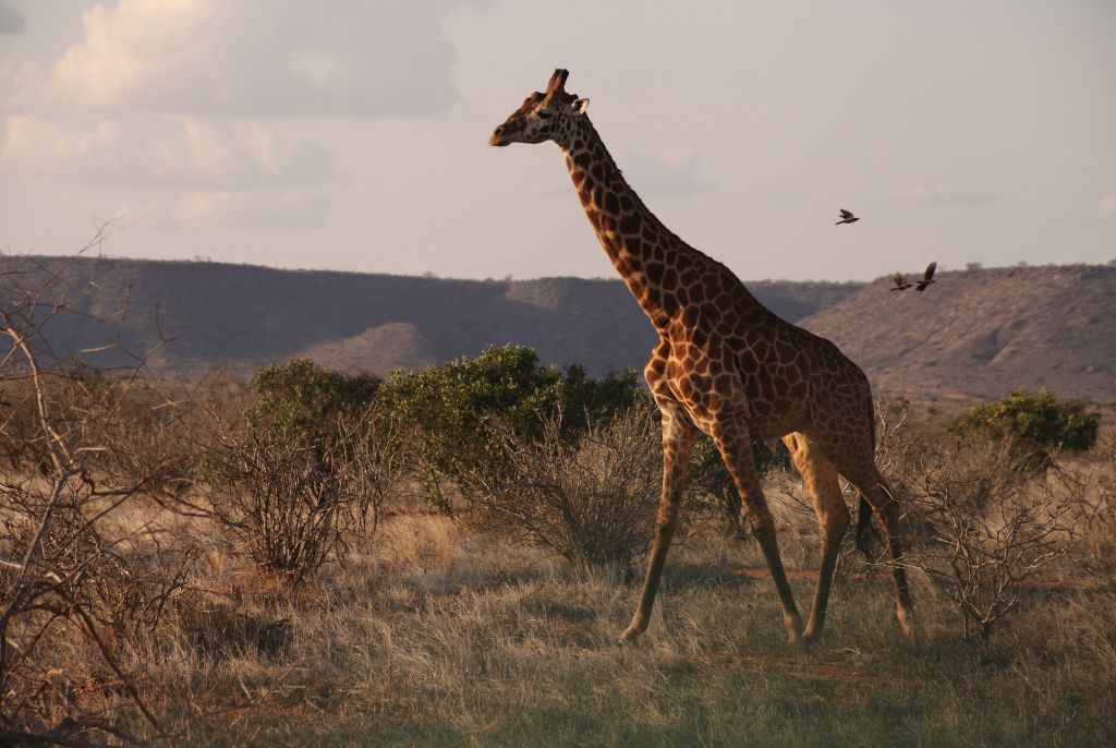 Girafe parc Chobe