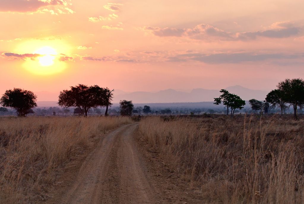 Safari Savane