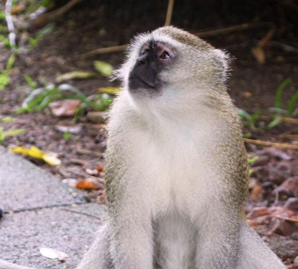 singe zambie