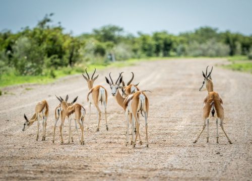 Antilopes