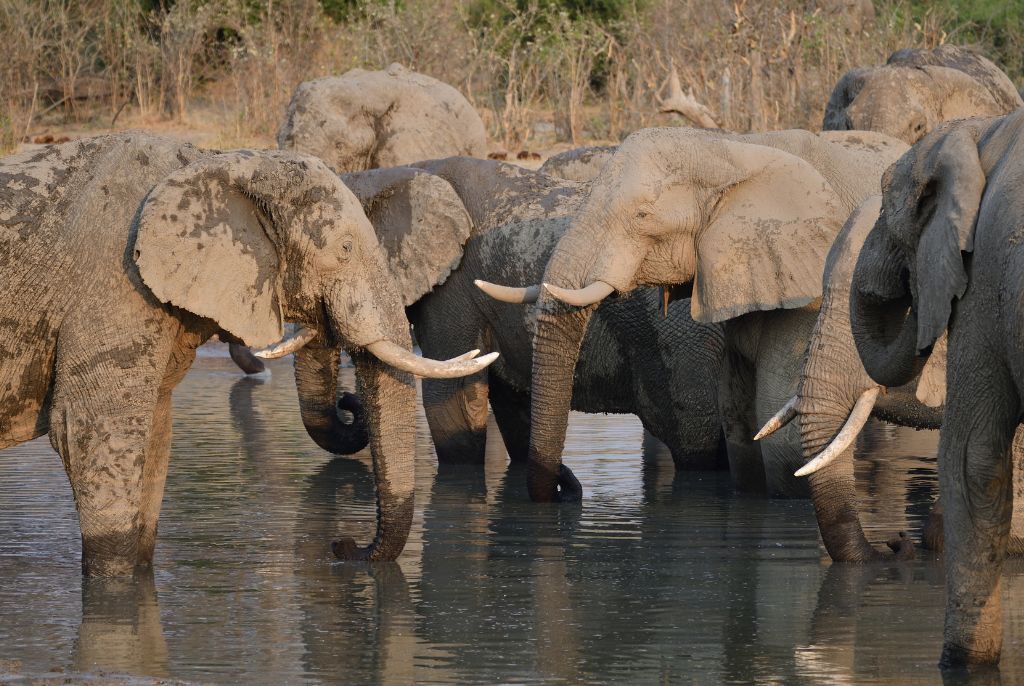 Troupeau d'éléphants