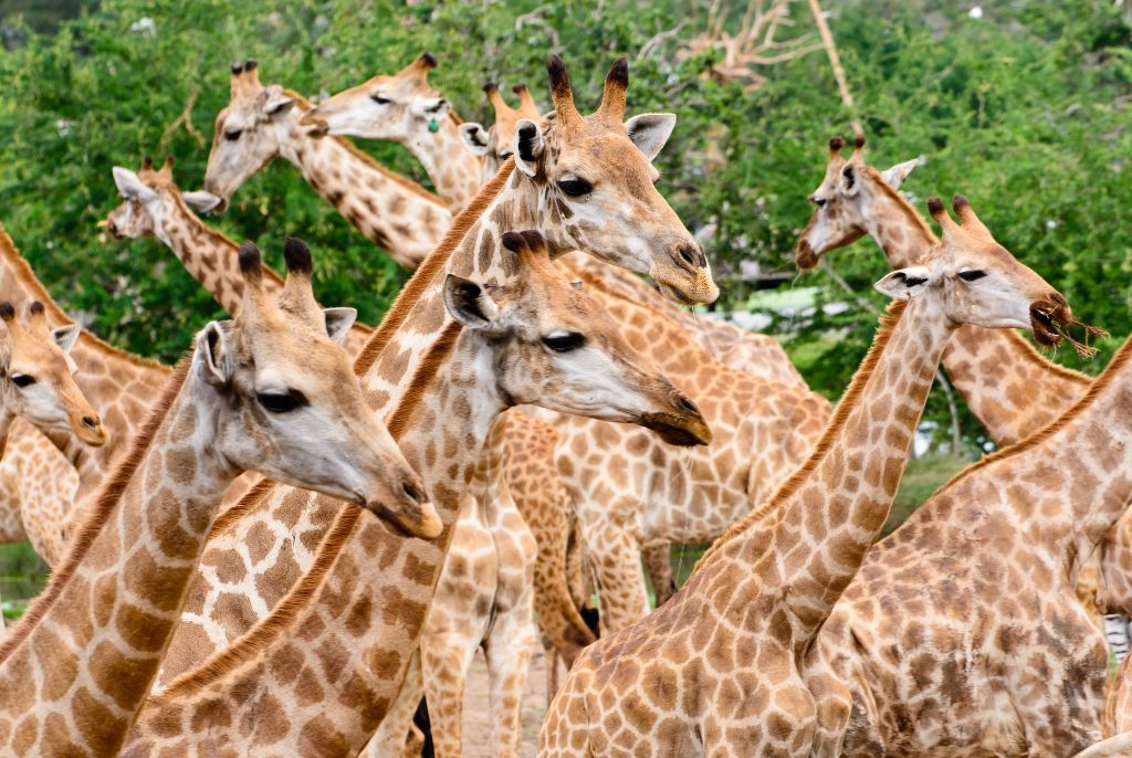 Troupeau de Girafes