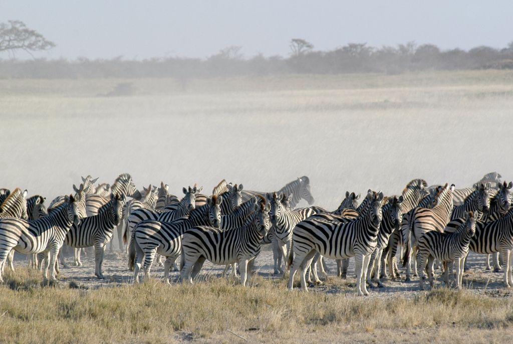 Safari troupeau de zèbres