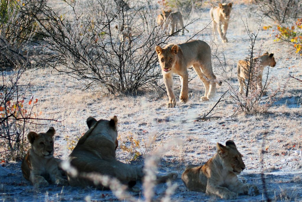 Autotour de la Namibie aux Chutes Victoria tout en Lodge
