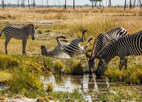 Safari en Zambie