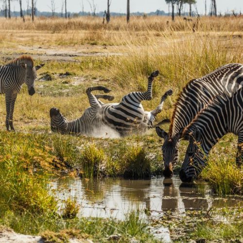 Safari en Zambie