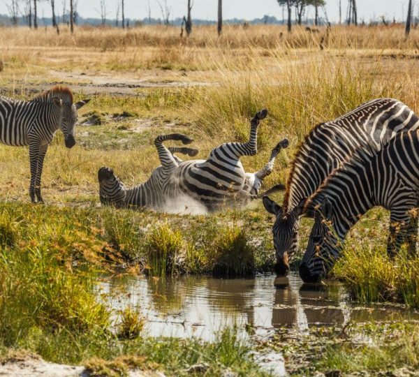 Safari en Zambie