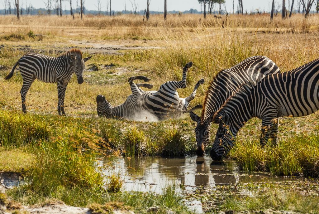 Safari en Zambie