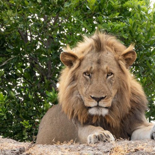 Séjour en Zambie & Botswana