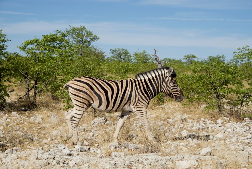 Zèbre Etosha