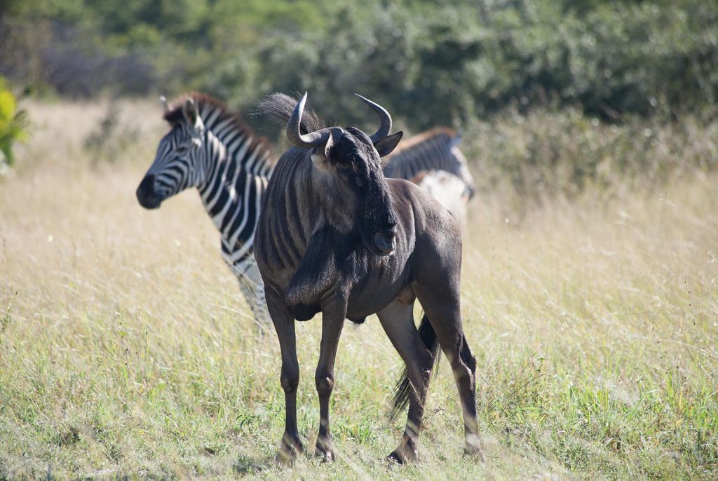 Zèbre Parc National de Hwange