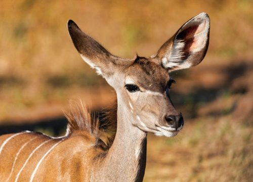 Antilope