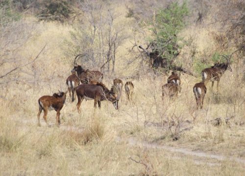 Antilope