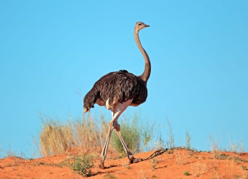 Autruche au parc Kgalagadi 
