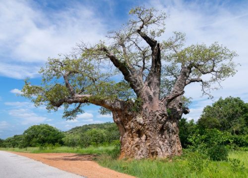 Baobab