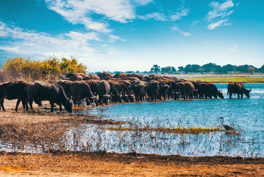Buffles Maun Botswana