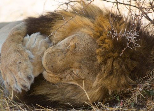 Lion