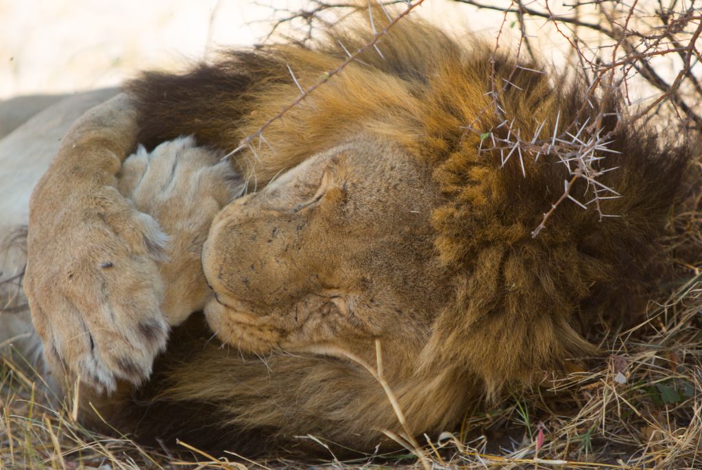Central Kalahari Game Reserve
