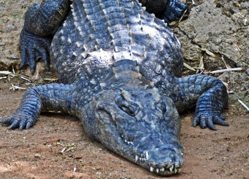 Crocodile